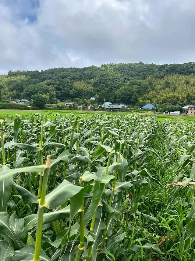 大多喜の農園風景・とうもろこし畑