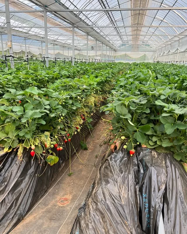 ハウス内のいちご畑