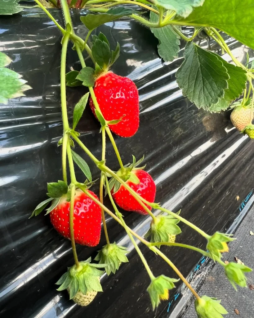 ハウスで育てたいちご