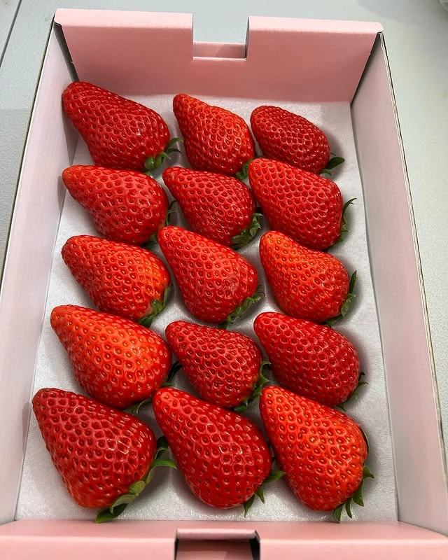 贈答用のいちご